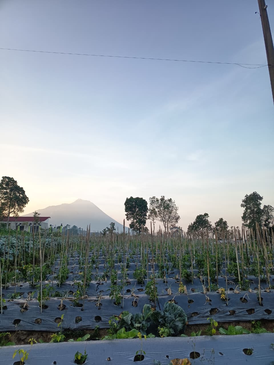 Panen Sayuran Segar