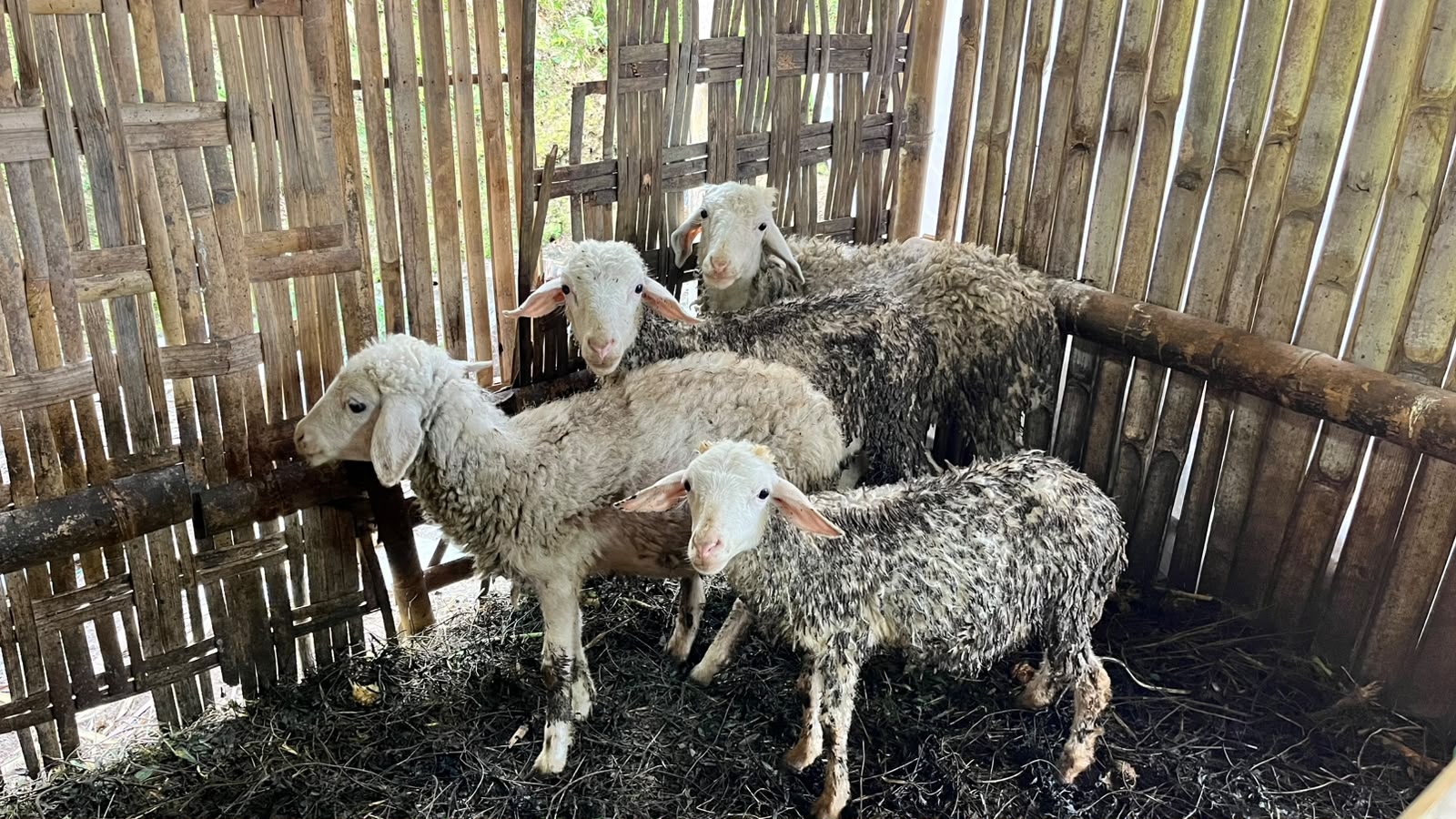 Peternakan Kambing