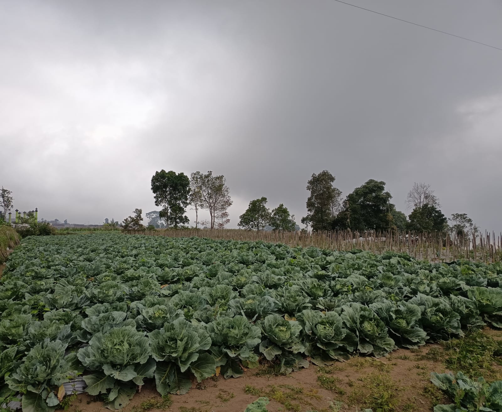 Lahan Pertanian Sayur