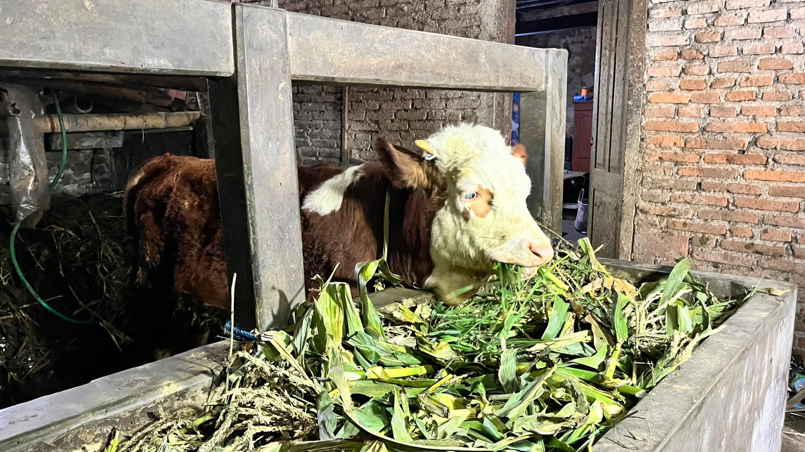 Peternakan Sapi Potong & Perah