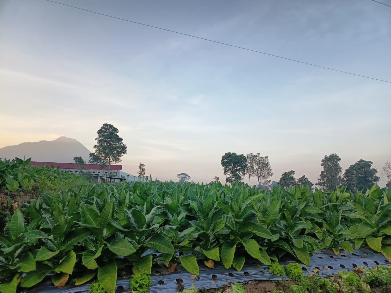 Pemasaran Hasil Tani