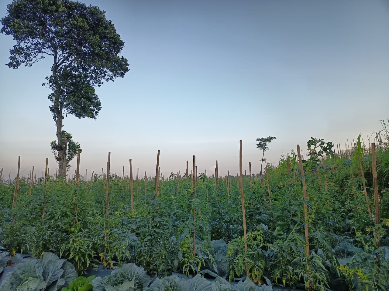Kreativitas Petani